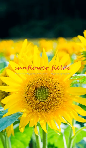 [LINE着せ替え] sunflower fieldsの画像1