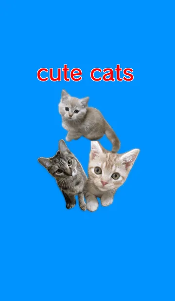 [LINE着せ替え] 可愛い猫たち SHOWTIMEバージョンの画像1