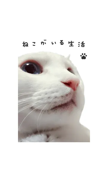 [LINE着せ替え] ねこがいる生活の画像1