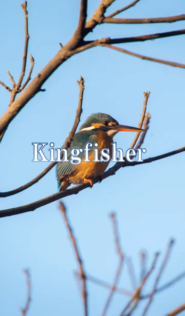 [LINE着せ替え] 翡翠-カワセミ-の画像1