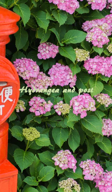 [LINE着せ替え] 紫陽花とポストの画像1