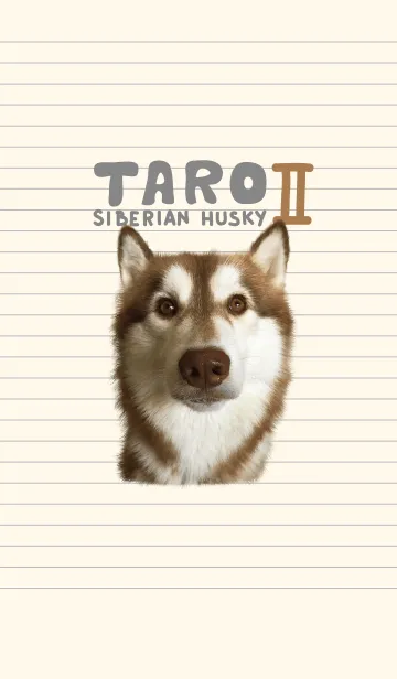 [LINE着せ替え] Taro Siberian Husky V.2の画像1