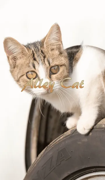 [LINE着せ替え] のら猫の画像1