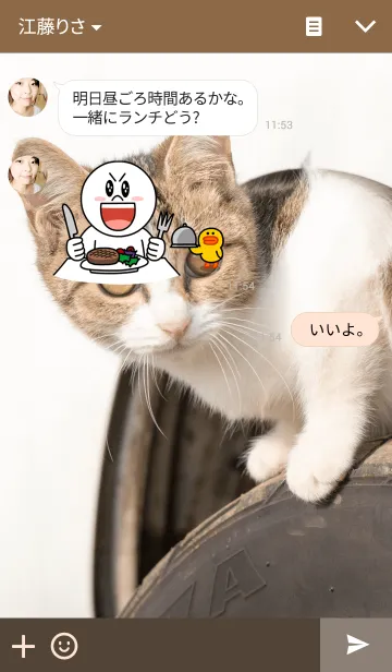 [LINE着せ替え] のら猫の画像3