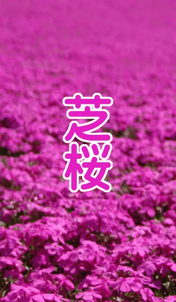 [LINE着せ替え] 芝桜の画像1