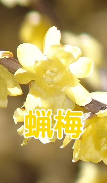 蝋梅の着せ替えメイン画像