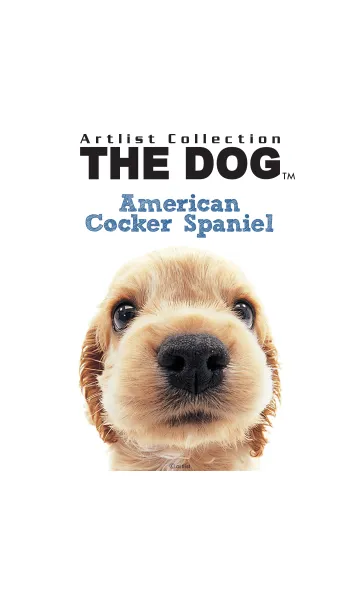 [LINE着せ替え] THE DOG アメリカン・コッカー・スパニエルの画像1
