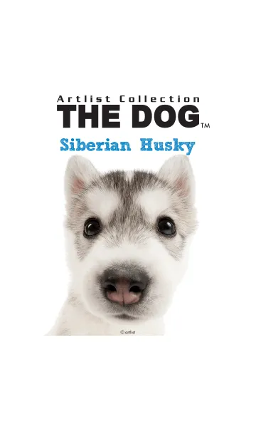 [LINE着せ替え] THE DOG シベリアン • ハスキーの画像1