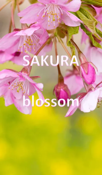 [LINE着せ替え] さくら咲く季節ver.2の画像1