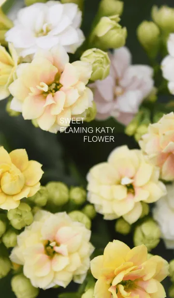 [LINE着せ替え] Sweet Flaming Katy Flowerの画像1
