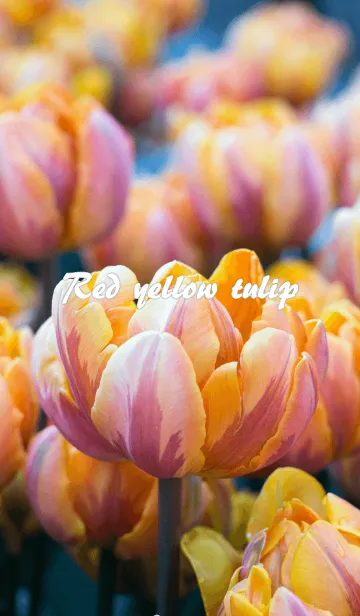 [LINE着せ替え] 赤と黄のチューリップの画像1