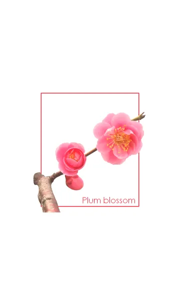 [LINE着せ替え] 梅の花 ~ピンク~の画像1
