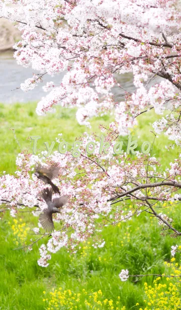 [LINE着せ替え] 鳥語花香の画像1