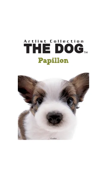 [LINE着せ替え] THE DOG パピヨンの画像1