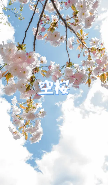 [LINE着せ替え] 空桜の画像1