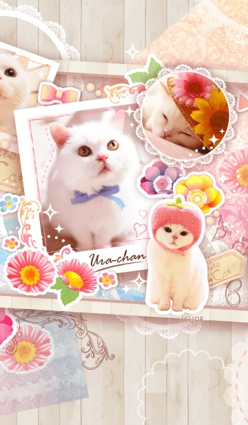 美人すぎる猫 うらちゃん のline着せ替え 画像 情報など