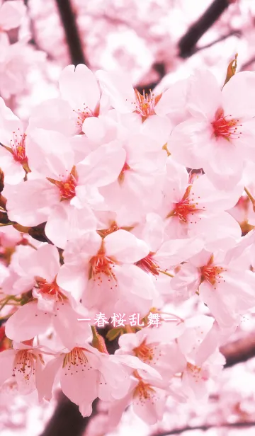 [LINE着せ替え] ―春桜乱舞―の画像1