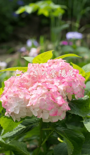 [LINE着せ替え] 色づきの紫陽花の画像1