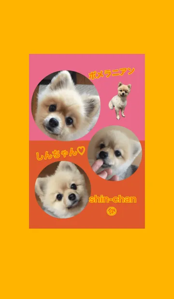 [LINE着せ替え] 可愛いポメラニアンしんちゃんno.4の画像1