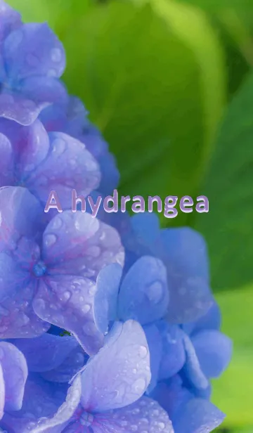[LINE着せ替え] あじさい-hydrangea-の画像1