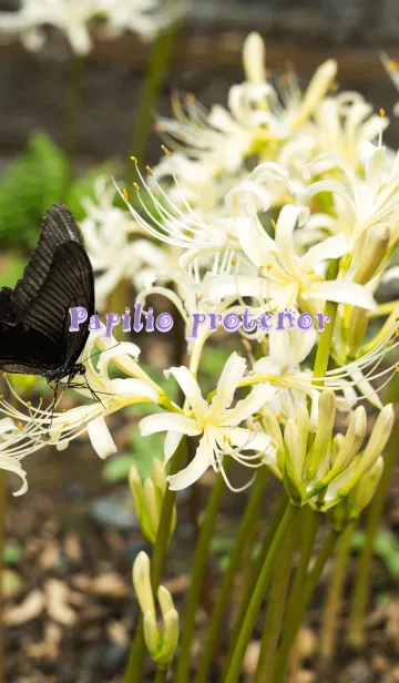 [LINE着せ替え] クロアゲハの画像1