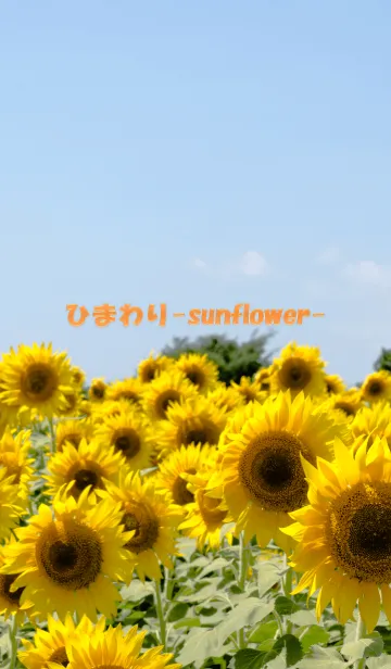 [LINE着せ替え] ひまわり-sunflower-の画像1