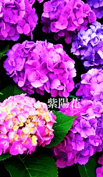 [LINE着せ替え] カラフル紫陽花の画像1