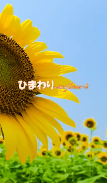 [LINE着せ替え] ひまわり-sunflower-2の画像1