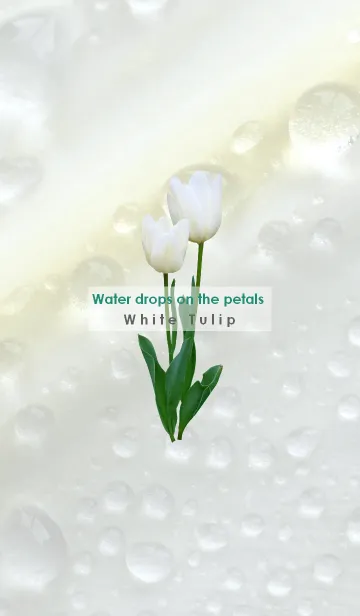[LINE着せ替え] 花びらのしずく ~白いチューリップ~の画像1