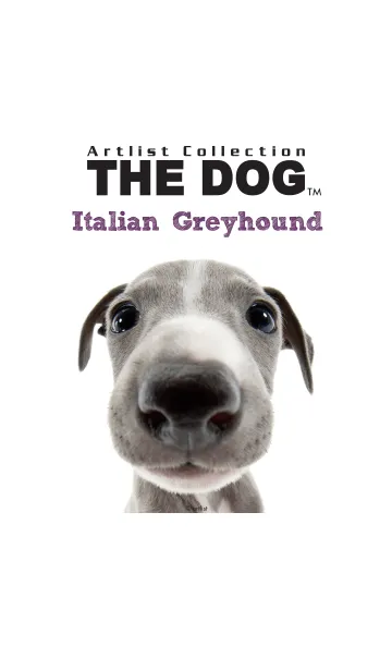[LINE着せ替え] THE DOG イタリアン・グレイハウンドの画像1