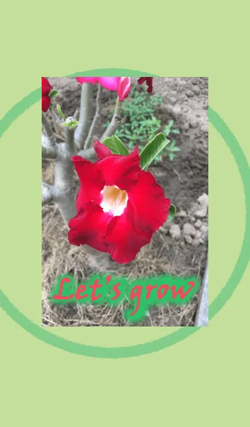 [LINE着せ替え] Let's grow flower 1の画像1