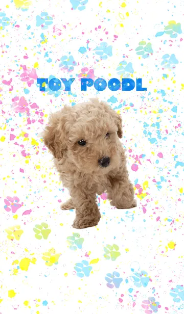 [LINE着せ替え] わんにゃんLOVE Toy poodleの画像1