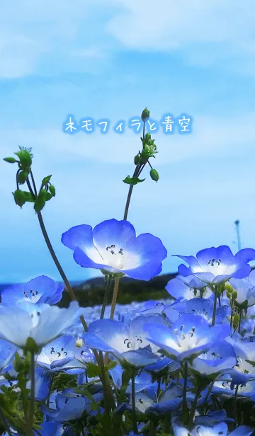 ネモフィラと青空の着せ替えメイン画像