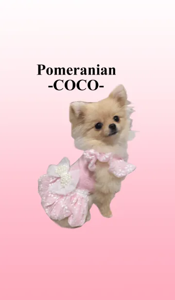[LINE着せ替え] Pomeranian -COCO-の画像1