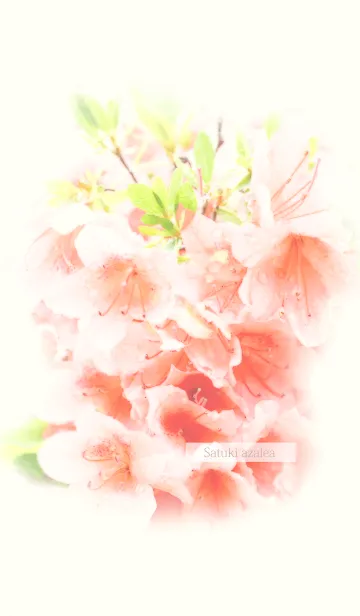 サツキツツジ*の着せ替えメイン画像
