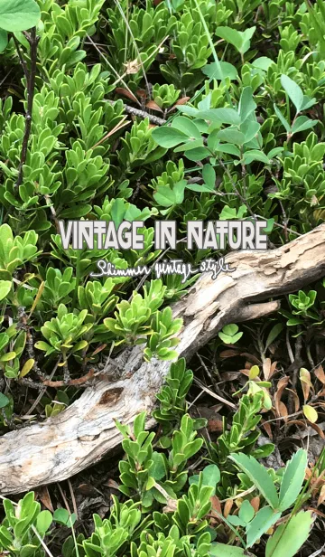 [LINE着せ替え] Vintage in Natureの画像1
