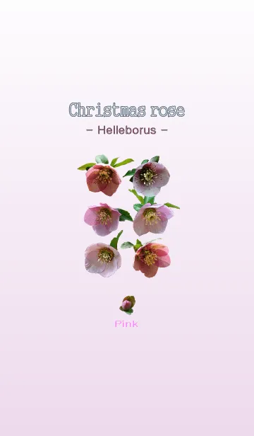 [LINE着せ替え] クリスマスローズ [ヘレボルス] ピンクの画像1