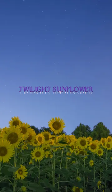 [LINE着せ替え] 夕闇のひまわりの画像1