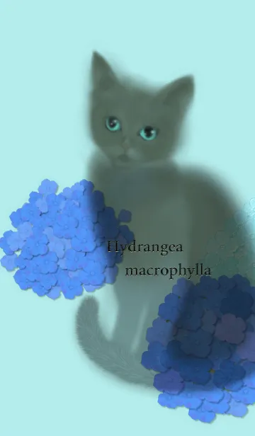 [LINE着せ替え] 紫陽花♪ネコ♪の画像1