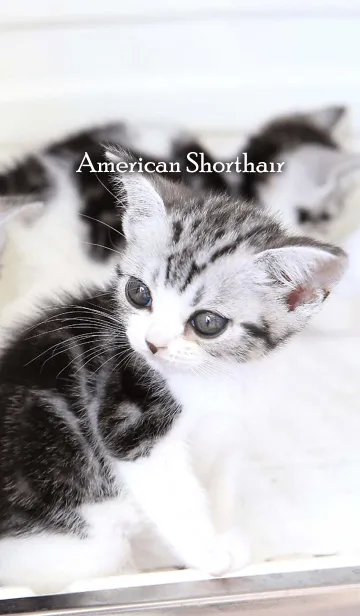 [LINE着せ替え] わんにゃんLOVE アメショBabyの画像1