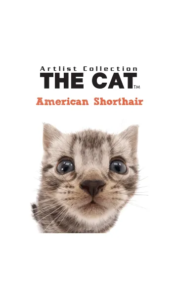 THE CAT アメリカン • ショートヘアーの着せ替えメイン画像