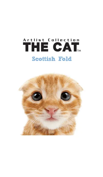 [LINE着せ替え] THE CAT スコティッシュ • フォールドの画像1