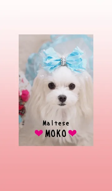 [LINE着せ替え] マルチーズのモデル犬 モコちゃんの画像1
