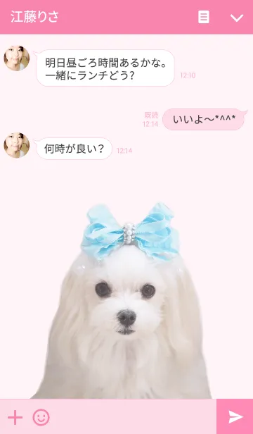 [LINE着せ替え] マルチーズのモデル犬 モコちゃんの画像3