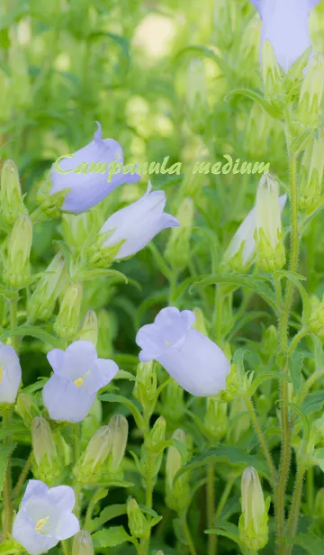 [LINE着せ替え] 風鈴草の画像1