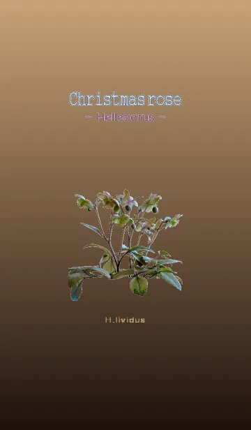 [LINE着せ替え] クリスマスローズ [ヘレボルス] リヴィダスの画像1