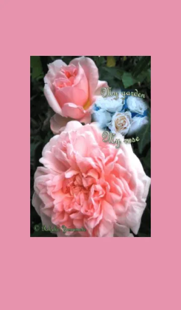 [LINE着せ替え] My garden, My rose_Princess Masako_2の画像1