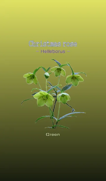 [LINE着せ替え] クリスマスローズ -ヘレボルス- グリーンの画像1