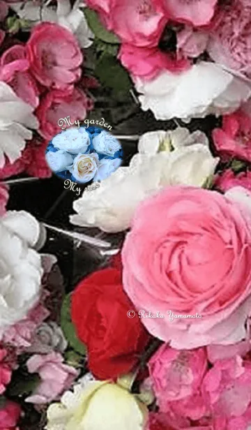 [LINE着せ替え] My garden, My rose_Pierre de Ronsard_4の画像1