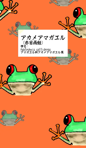 [LINE着せ替え] アカメアマガエル着せ替えの画像1